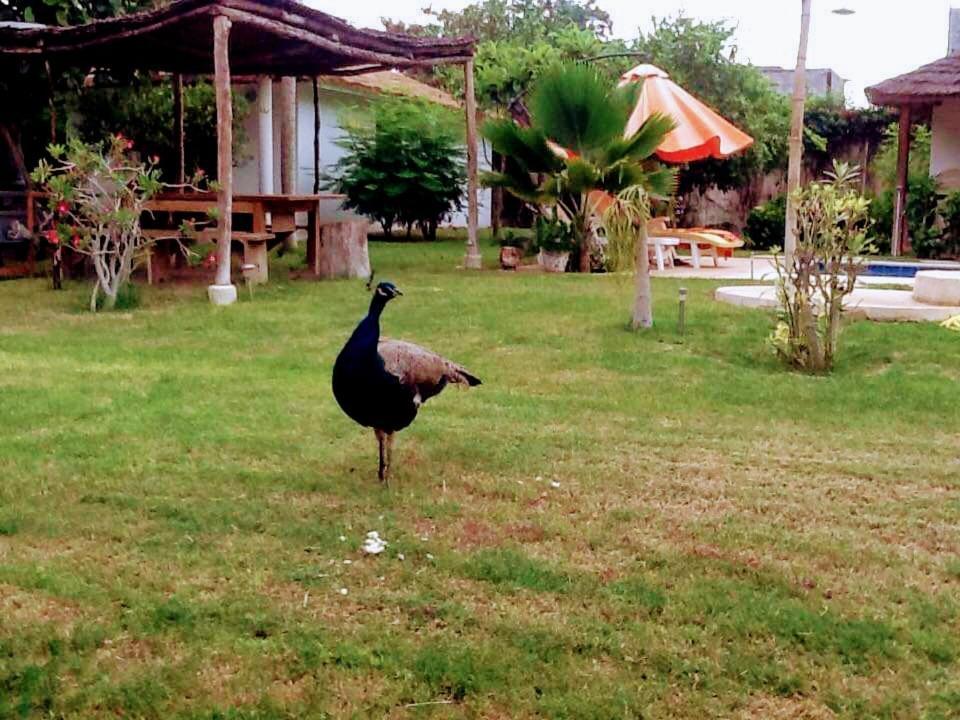 Jardin D'Afrique 호텔 살리 포르투달 객실 사진