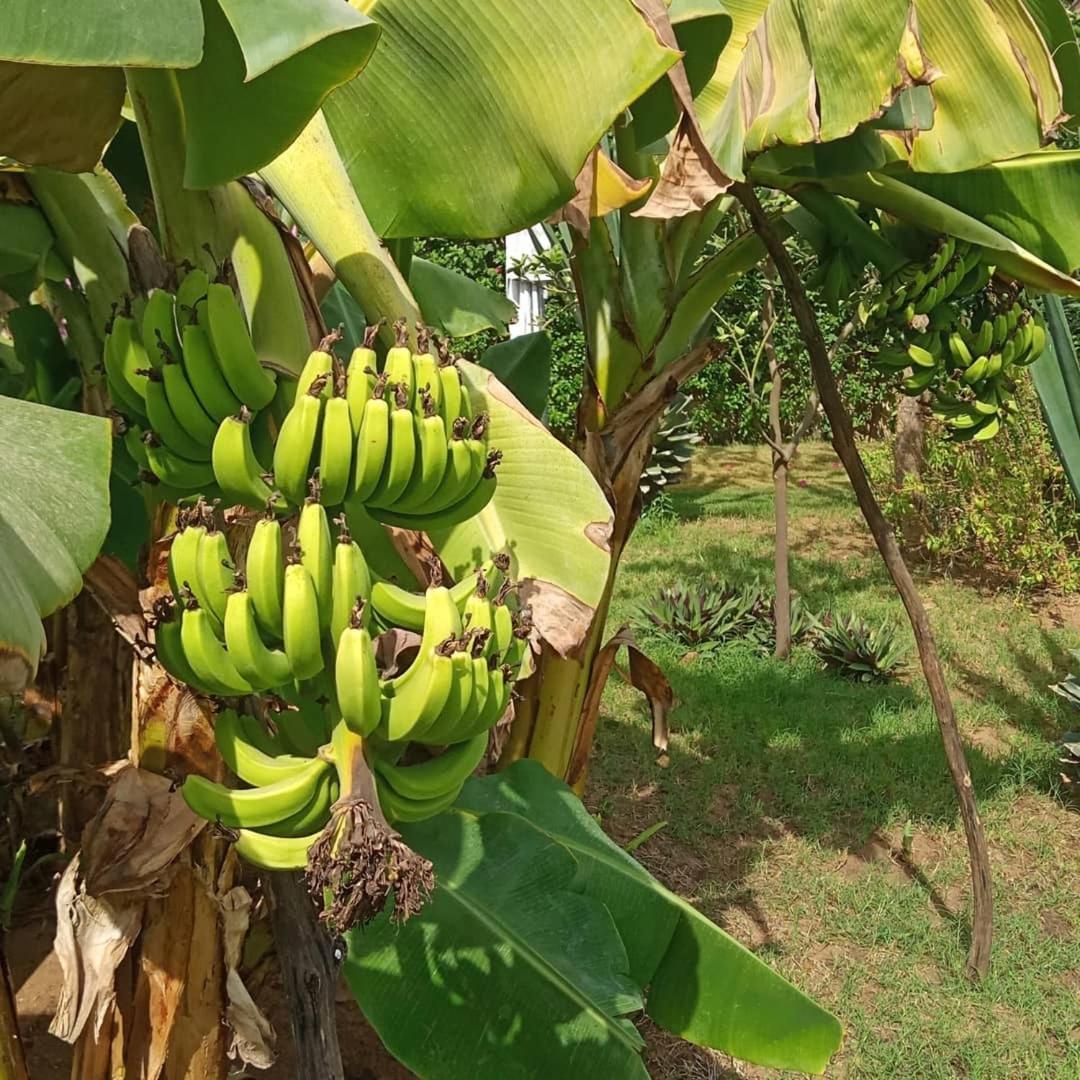 Jardin D'Afrique 호텔 살리 포르투달 객실 사진